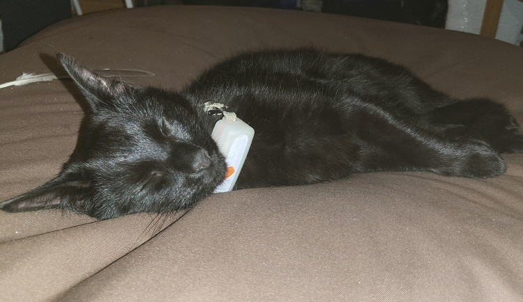 Majitelka pátrá po milovaném kocourovi. Zmizel na německé dálnici, seskočit mohl u Prahy