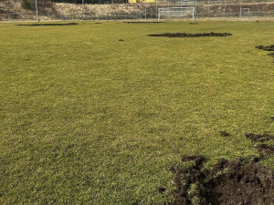 Fotbalové hřiště nebo oraniště? Pažit ve Větřní rozryla divoká prasata
