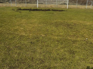 Fotbalové hřiště nebo oraniště? Pažit ve Větřní rozryla divoká prasata