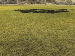 Fotbalové hřiště nebo oraniště? Pažit ve Větřní rozryla divoká prasata