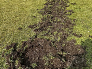 Fotbalové hřiště nebo oraniště? Pažit ve Větřní rozryla divoká prasata