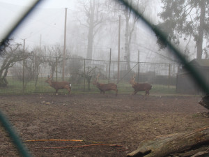 Parohy musely pryč. Jelen sika ze zoo Hluboká míří za novým stádem do Olomouce
