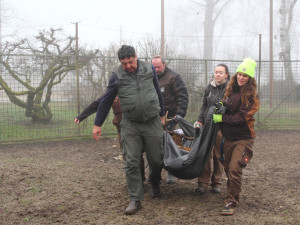 Parohy musely pryč. Jelen sika ze zoo Hluboká míří za novým stádem do Olomouce