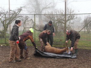 Parohy musely pryč. Jelen sika ze zoo Hluboká míří za novým stádem do Olomouce
