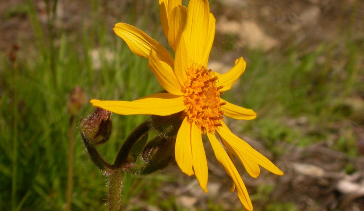 Rostliny v česko-rakouském příhraničí rychle mizí. Nový projekt to chce změnit