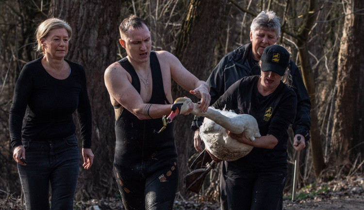 Zraněný labuťák přelstil všechny záchranáře. Museli povolat do akce své největší eso