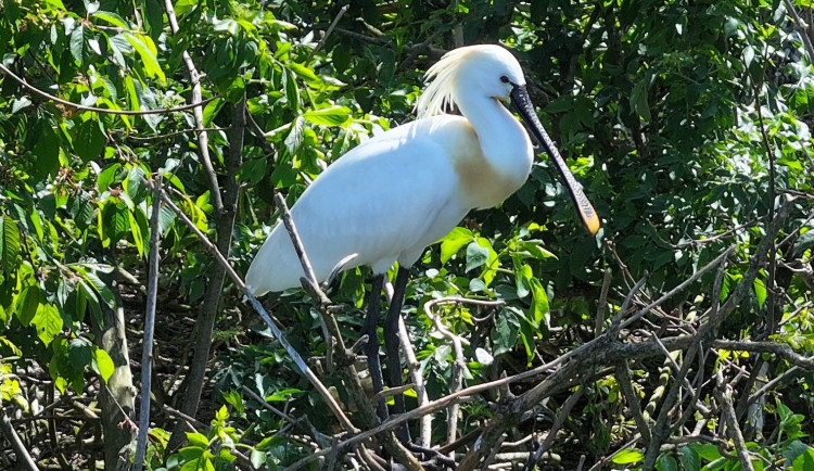 Na Vrbenských rybnících už kolpíci obsazují hnízda. Zájemci je mohou sledovat online