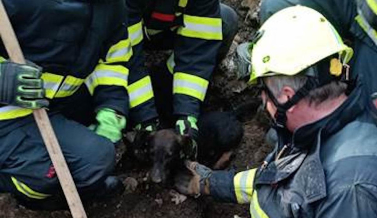 Jezevčík Eda uvízl v liščí noře. Hasiči ho museli vykopat bagrem