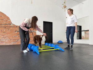 Dog fitness posiluje psí tělo a pomáhá předcházet zraněním