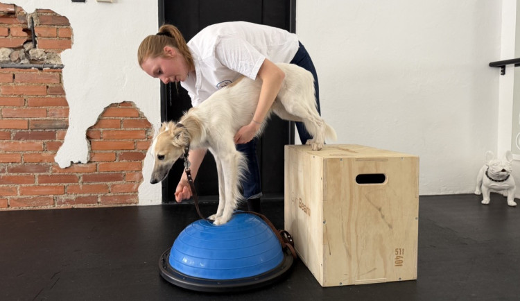 Dog fitness posiluje psí tělo a pomáhá předcházet zraněním