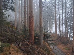 Stezka u Černého jezera se na čas uzavře. Lesníci odstraní nebezpečné souše po kůrovci