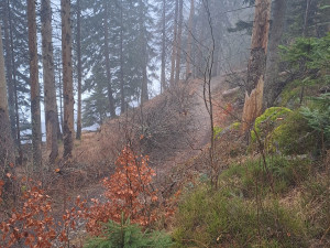 Stezka u Černého jezera se na čas uzavře. Lesníci odstraní nebezpečné souše po kůrovci