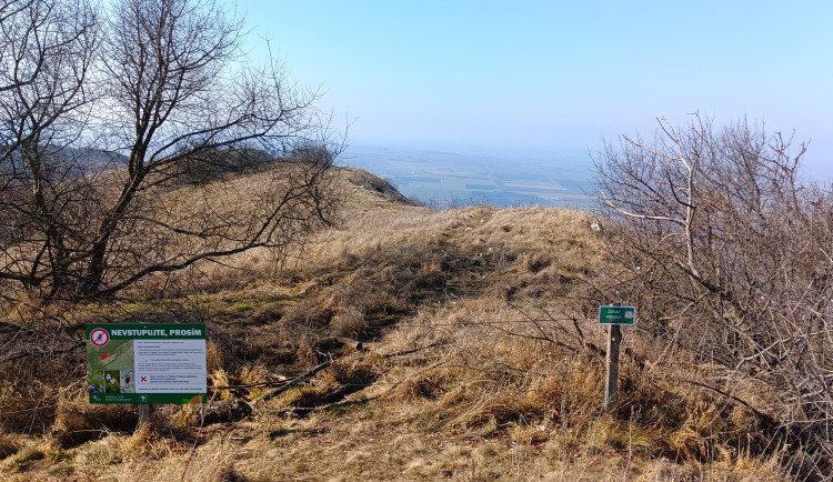 Oblíbený výletní cíl trpí. Turisté na Pálavě nekoukají pod nohy a způsobují škody