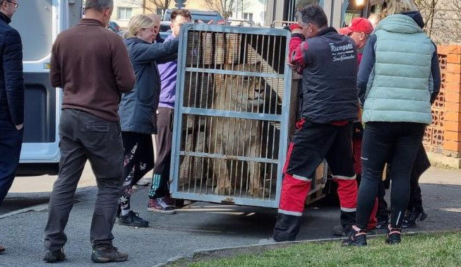 Lvice i puma odebrané z nelegálního soukromého chovu už našly nový domov