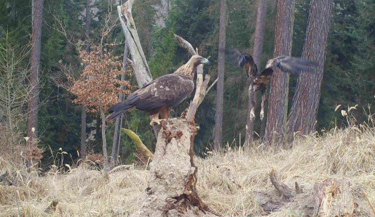 Ochránci vypátrali orlici, která zabila Toničku. Pojmenovali ji Médea