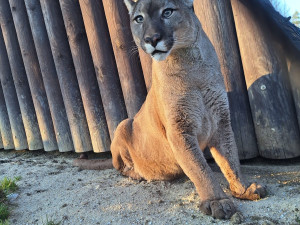 Hlasitý řev šelem upozornil na nelegální chov v rodinném domě
