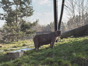 Hlasitý řev šelem upozornil na nelegální chov v rodinném domě