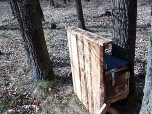 Nové budky pro dudky chocholaté. Ohrožený pták má na Písecku nové příbytky