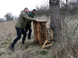 Nové budky pro dudky chocholaté