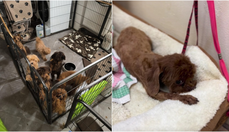 Je dospělá, přesto má stále sací reflex jako štěně. I tak vypadají psi z množírny