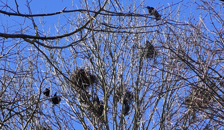 Táborské sídliště okupují havrani. Město už odstranilo přes 100 hnízd