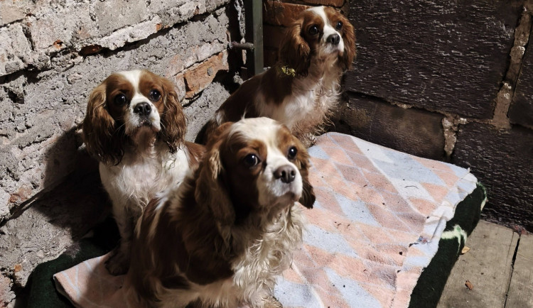 Strážníci odchytávali psy z množírny, jedna z fen začala rodit