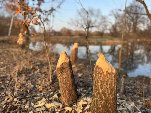 U Malše řádili bobři. Okousané stromy přibývají zejména v zimě