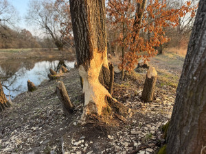 U Malše řádili bobři. Okousané stromy přibývají zejména v zimě