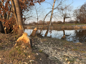 U Malše řádili bobři. Okousané stromy přibývají zejména v zimě