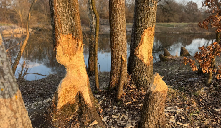 U Malše řádili bobři. Okousané stromy přibývají zejména v zimě