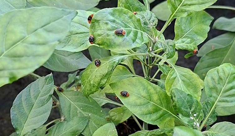 Postřiky přestaly fungovat. V Brně proti škůdcům povolali dravá slunéčka
