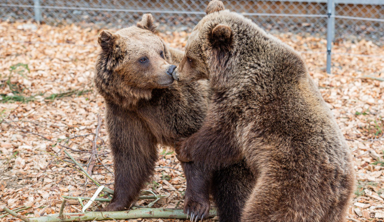 Do Krkonoš se vrací medvědi hnědí. Žít budou ve výběhu pod Stezkou korunami stromů