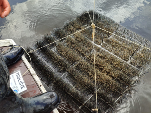 Hnízda z kominických štětek slaví úspěch. Candáti na Lipně je obsazují ve velkém