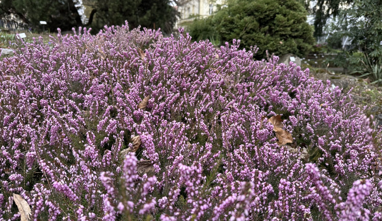 Jarní počasí probouzí klíšťata. Riziko mnohdy číhá v městské zeleni