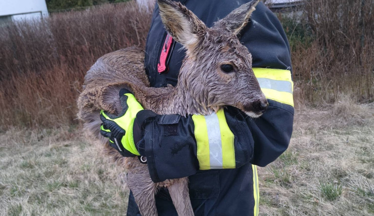 Srna uvízla ve splavu a začala se topit. Hasiči ji během pár minut zachránili