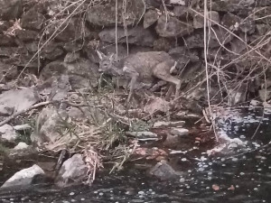 Srna uvízla ve splavu a začala se topit. Hasiči ji během pár minut zachránili