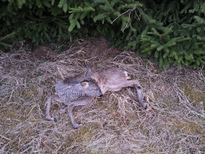 Srna uvízla ve splavu a začala se topit. Hasiči ji během pár minut zachránili