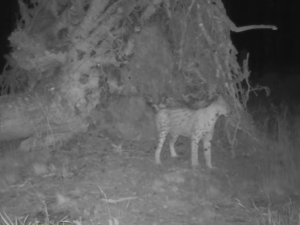 Vyvrácený smrk přilákal nejen vlka, rysa, tetřeva a jeleny. Úchvatné záběry ze Šumavy