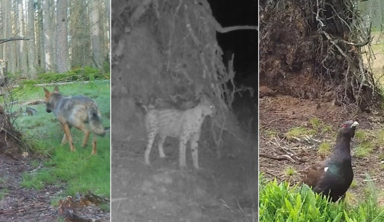 U jednoho vyvráceného stromu se vystřídalo neuvěřitelné množství divokých zvířat