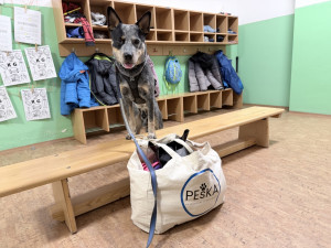 Canisterapie pomáhá zlepšovat psychickou i fyzickou pohodu klientů