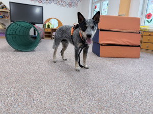 Canisterapie pomáhá zlepšovat psychickou i fyzickou pohodu klientů