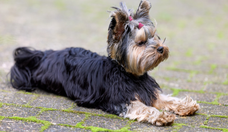 Muž unesl fenku jorkšíra a ujížděl napříč republikou. Dopadli ho u Břeclavi