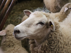 Do Hoslovic se vrací sezona. Mlýn chystá akce i nové atrakce