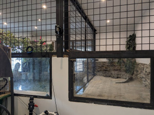 V Zoo Dvorec přibyl téměř čtyřmetrový krokodýl. Samice dorazila od Karlose Vémoly