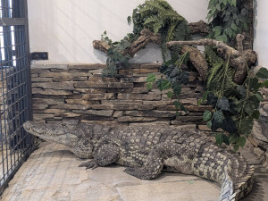 V Zoo Dvorec přibyl téměř čtyřmetrový krokodýl. Samice dorazila od Karlose Vémoly