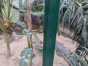 V Zoo Dvorec přibyl téměř čtyřmetrový krokodýl. Samice dorazila od Karlose Vémoly