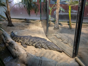 V Zoo Dvorec přibyl téměř čtyřmetrový krokodýl. Samice dorazila od Karlose Vémoly
