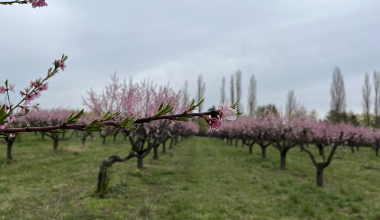 FOTO: Procházka ovocným sadem. Broskvoně v Bohunicích jsou v plném květu