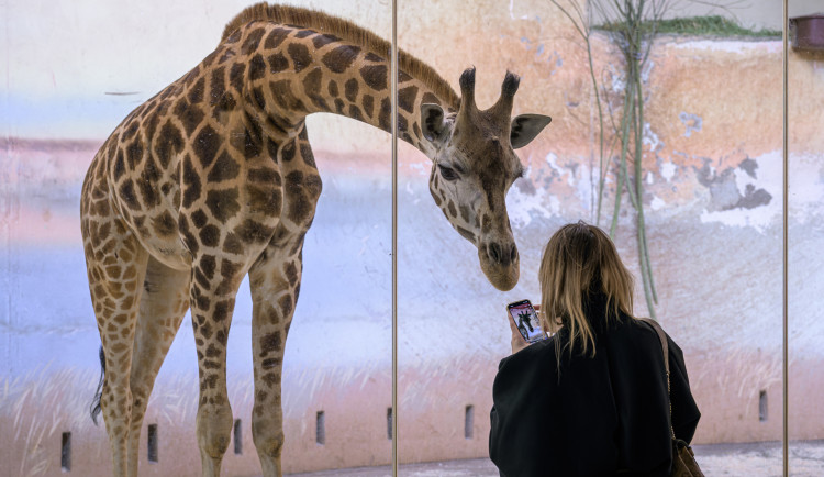 Pražská zoo přivítala novou žirafu. Její jméno má netradiční význam