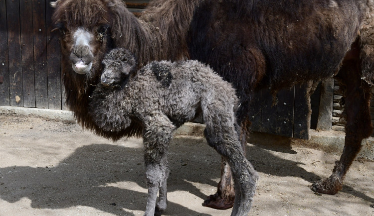 Na Svatém Kopečku mají nové mládě. Narodil se velbloud Möngke